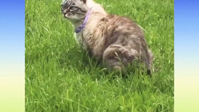 Клип Домашние Животные на ДАЧЕ смотреть онлайн