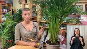 Хризалидокарпус большой или маленький { СУРДОПЕРЕВОД } что выбрать: готовая пальма или растить?