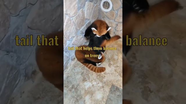 Adorable Red Pandas: The Cutest Creatures in the Forest! смотреть онлайн