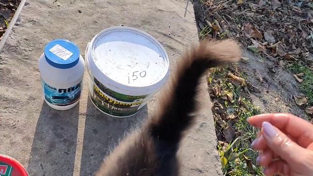 Обработка деревьев осенью.Часть 1. смотреть онлайн