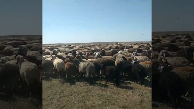 2000 голов баранов, продажа на экспорт, курдючные. смотреть онлайн