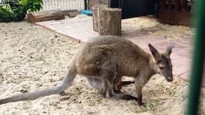 Затулинский парк, контактный зоопарк "Обитаемый остров", 17 июня 2023 г.
