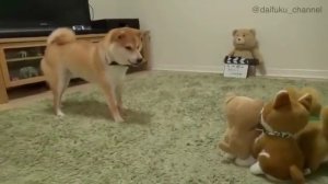 Shiba Inu barks at talking toys | Сиба-ину лает на игрушки-повторяшки