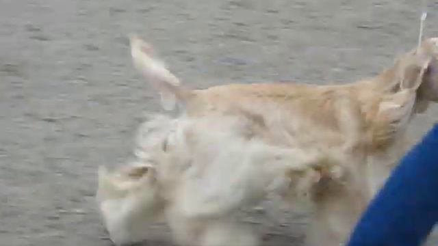 американский кокер спаниель смотреть онлайн