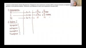 ЕГЭ по биологии. 27 задача (гаметогенез, хромосомы, ДНК)