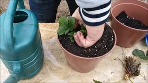 Клубника Альбион на подоконнике (Часть 1)