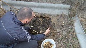 Выращивание топинамбура / Земляная груша /  Профилактики сахарного диабата