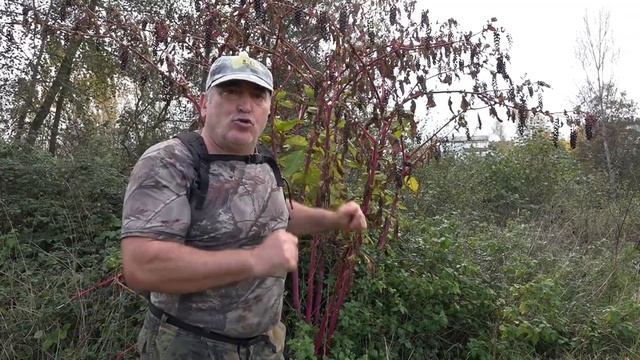 Hierba carmín - Phytolacca americana смотреть онлайн