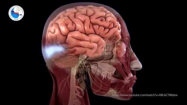 Мигрень: что это такое? смотреть онлайн