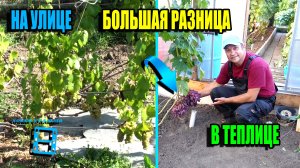 ЛУЧШЕЕ МЕСТО ДЛЯ ВЫРАЩИВАНИЯ ВИНОГРАДА - ТЕПЛИЦА ИЛИ ОТКРЫТЫЙ ГРУНТ? СЕВЕРНЫЙ ВИНОГРАДНИК 23-7