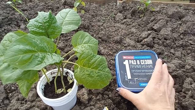 Высаживаю декоративный баклажан "Тыква на палочке" смотреть онлайн