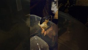 ЗМЕЯ ЕСТ ЦЫПЛЕНКА. Амурский полоз. Кормление змеи