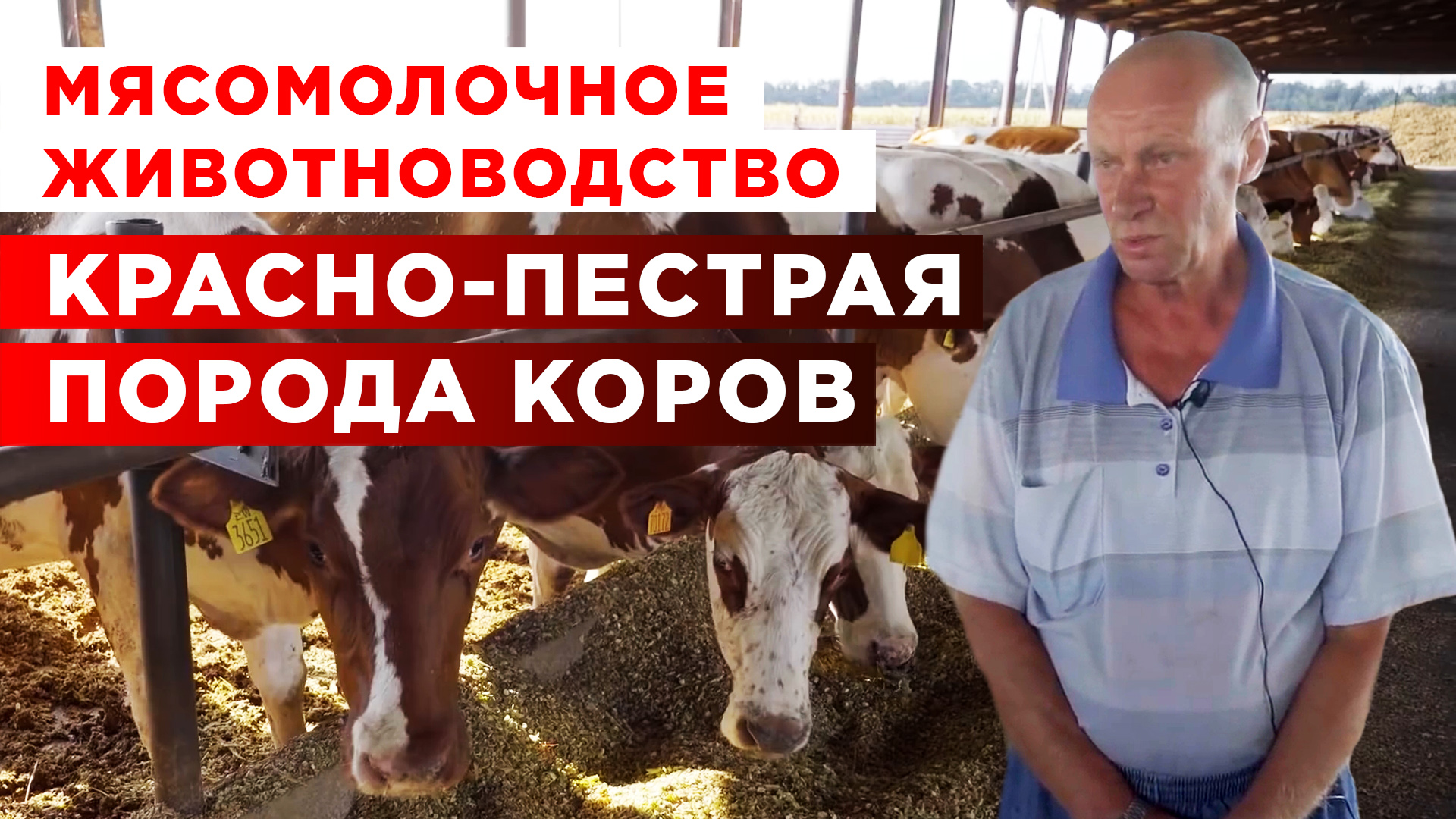 Красно-пёстрая порода коров | Мясомолочное животноводство | Разведение и содержание коров