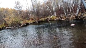 Рыбалка ОСЕНЬЮ-Ловля хариуса в ОКТЯБРЕ/Начали проскакивать КРУПНЫЕ!/Зеленка РУЛИТ!