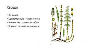 Споровые растения