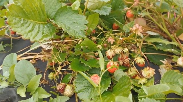 Делаю заморозки уже в июне! Что пора замораживать?
