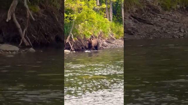 Камчатский медведь ловит красную рыбу на реке Быстрая #travel #tour #kamchatka #bear  #voyage