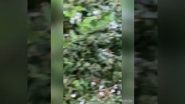 Колибри в парке Ривьера Сочи