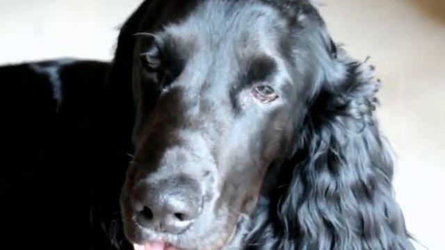 The Pitch Black Cocker Spaniel смотреть онлайн