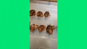 Как содержать улиток? | Яйца улиток | Snails for you