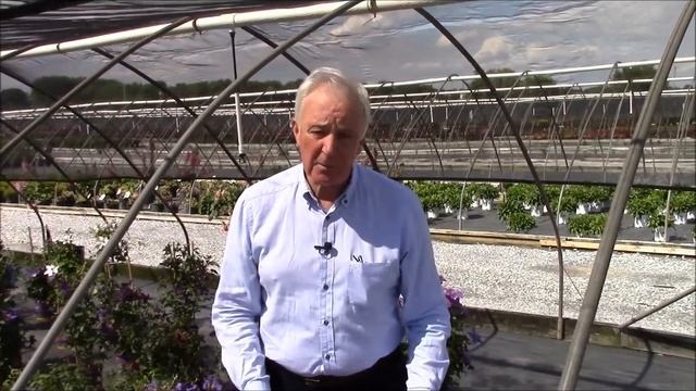 Clematis Picardy™, Raymond Evison® Clematis by Overdvest Nurseries смотреть онлайн