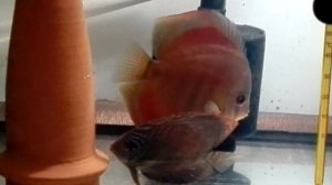 Дискусы Сан Мера и Аленкер готовятся к нересту.