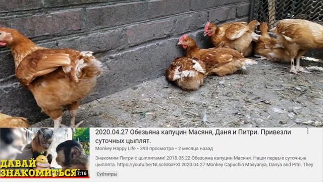 2020.06.12 Обезьяна капуцин Масяня. Наше небольшое хозяйство.