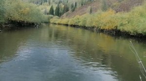 Река Чумыш осенью. Очень мало воды! Болотоход мотор- весло.
