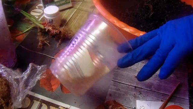 Антуриум через 8 недель после фузариоза. Посадка в грунт. смотреть онлайн