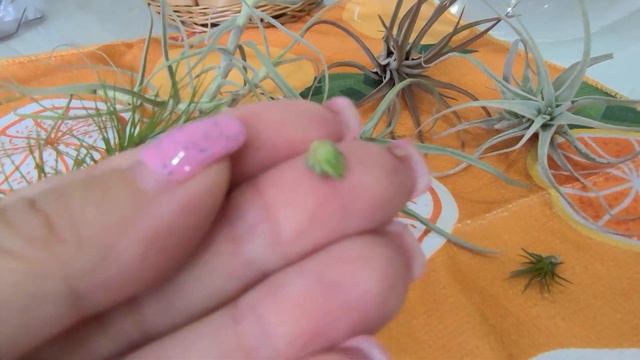 обзор тилландсий, купание