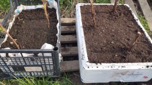 Идеальные ящики, для выращивания маточного корня малины! Размножение малины!