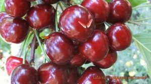 Черешня средний Любимица Астахова ? обзор: как сажать, саженцы черешни Любимица Астахова