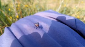 Комнатная муха (Musca domestica)