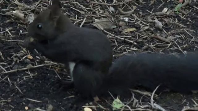 БЕЛКА песенка "Башня Rowan" смотреть онлайн