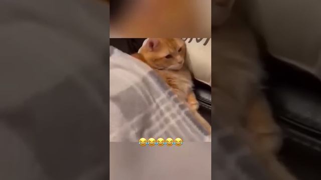 что творят эти коты