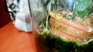 Hoya imbricata. сложно или просто.