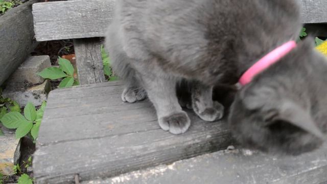 Кот прикольно умывается смотреть онлайн