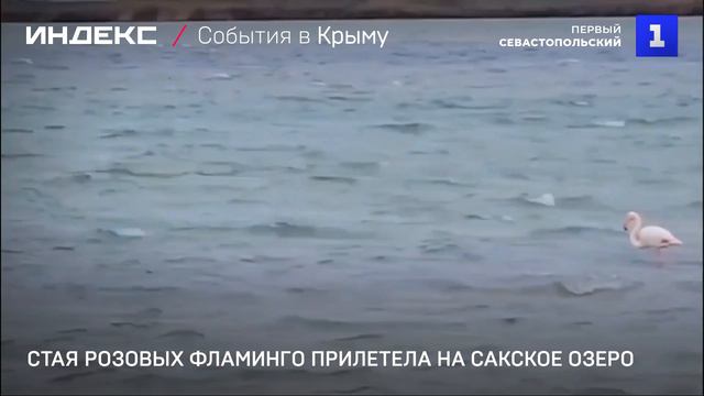 Стая розовых фламинго прилетела на Сакское озеро