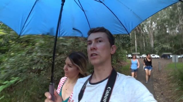 Австралийский огород в Byron Bay | Собираю макадамию