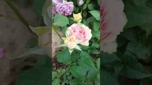 Роза Джалита Фарфоровая красавица
