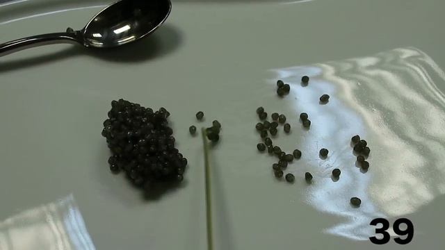 Сколько икринок в банке черной икры ? смотреть онлайн