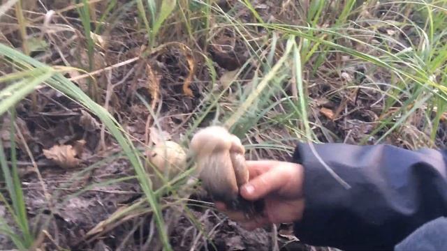 Сбор подосиновиков 6 сентября 2021 года смотреть онлайн