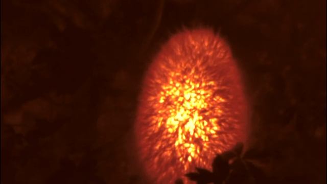 Pulsar Axion XM30 Ёжик смотреть онлайн