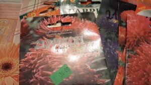 Астра! Собираем семена сами!Проверка на всхожесть.