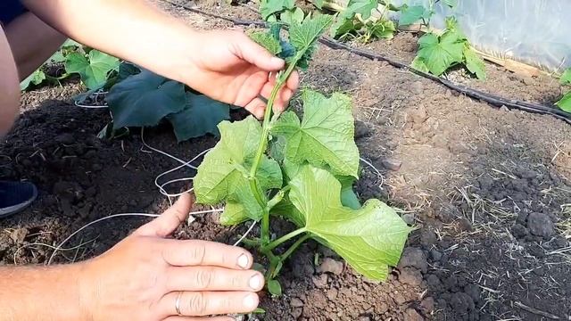 Формирование огурца на начальном этапе развития смотреть онлайн