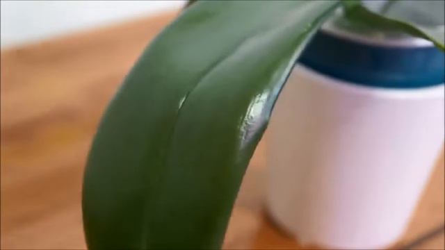 花大蠟質又香! 路德的近原生種的魅力在這裡 | 養護技巧 | 蘭花種植 | Phalaenopsis leuddemanianna x venosa смотреть онлайн