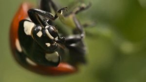 Божья коровка. Интересные факты о названии.