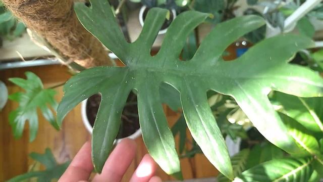 Мои комнатные растения/цветы. смотреть онлайн