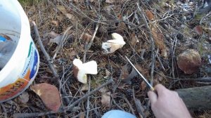 Клондайк Белых Боровиков! На коленках по тайге за супер урожаем грибов хоть телегу тащи за собой