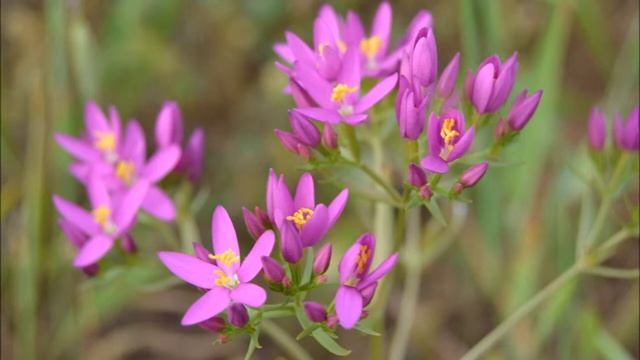 Salvador Boix B10, Centaura, Centaurium erythraea смотреть онлайн